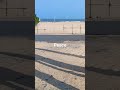 beach moment in chirala...|| #shorts #viral #trending #food #1million