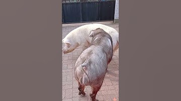 Secrets of pig training a step by step guide 1