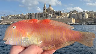 Species Hunting in Malta | LRF Fishing