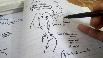 OCCULOMOTOR NERVE complete description part 2