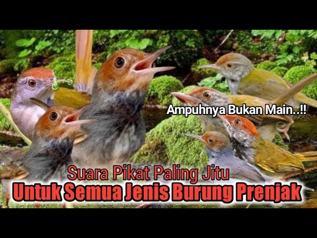 Suara Pikat Burung Prenjak Kepala Merah Ribut. Kombinasi Prenjak Lumut. Suara Pikat Andalan.. class=