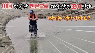 투망 족대 맨손으로 대물숭어를 잡을수있는 20평도 안돼는 웅덩이 포인트 #바다생활  #투망 #숭어