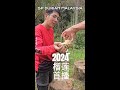 要实现榴莲自由就在今年2024| Durian Malaysia