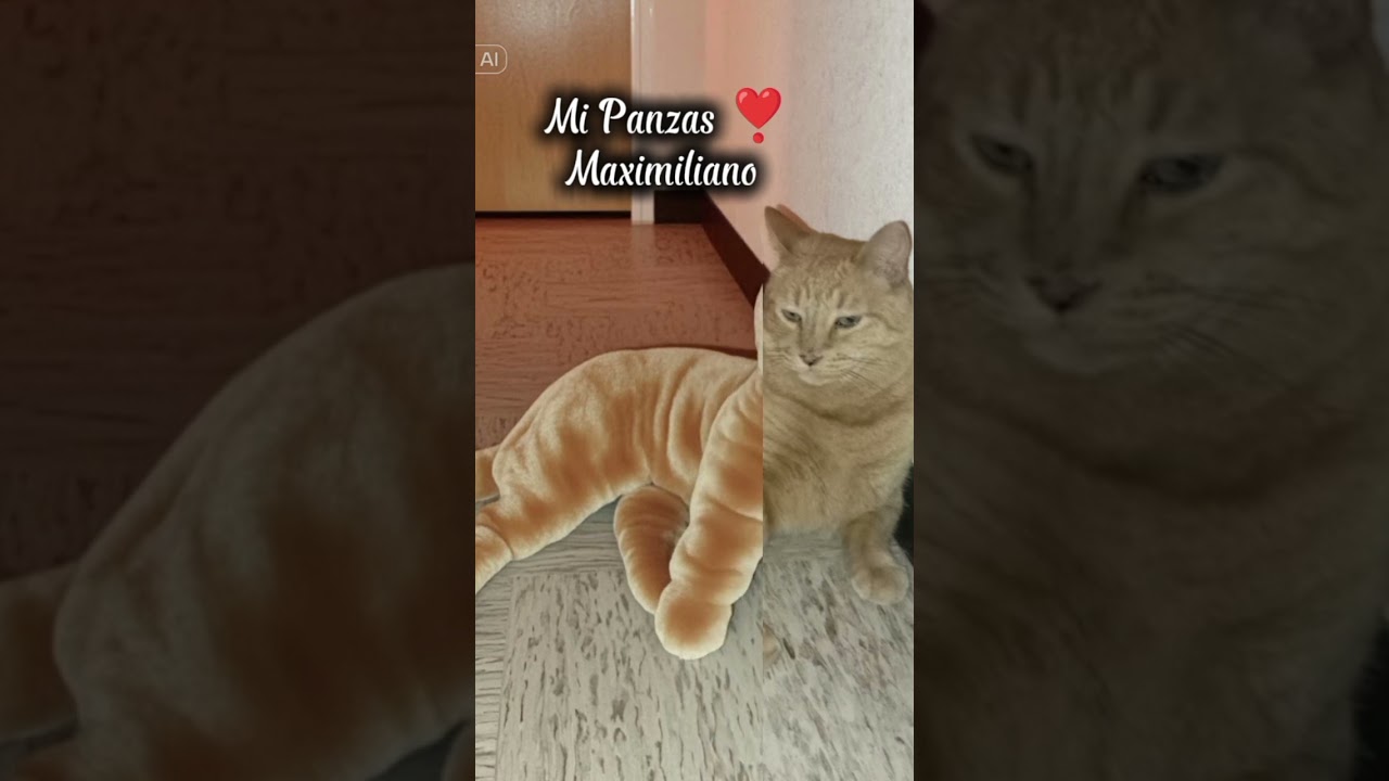 Maximiliano ❣️ #reels #gatos #viralvideo #cat #love #max #gato #pets #parati #peluche #shorts #amor