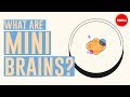 What are mini brains? - Madeline Lancaster