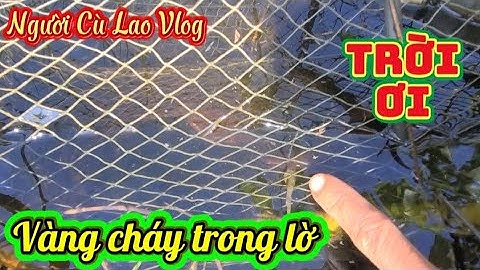 Chuyến thăm lờ trúng ngay lươn khủng xác lập kỉ lục mới @nguoiculaovlog 