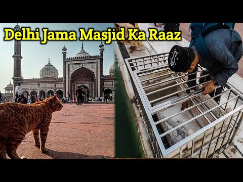 וִידֵאוֹ: מסגד ג'אמה מסג'יד (מסגד ג'מה מסג'יד) תיאור ותמונות - הודו: דלהי