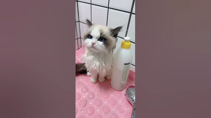 Watch the video about 🛁 Ragdoll Kitten Sister's Bath Time Fun! 🐱✨ [Cute and Clean]#cat #cutecat #cute #pets #pet