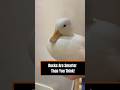 Things You Didn’t Know About Ducks 🦆