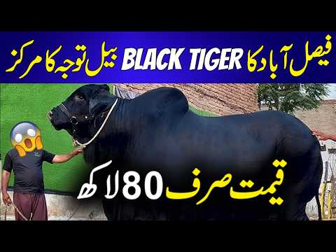 Faisalabad Bakra Mandi 2026: Black Tiger Bail Bana Sab Ki Tawajju Ka Markaz | Qeemat Sirf 80 Lakh
