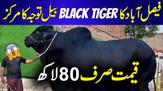 Faisalabad Bakra Mandi 2026: Black Tiger Bail Bana Sab Ki Tawajju Ka Markaz | Qeemat Sirf 80 Lakh