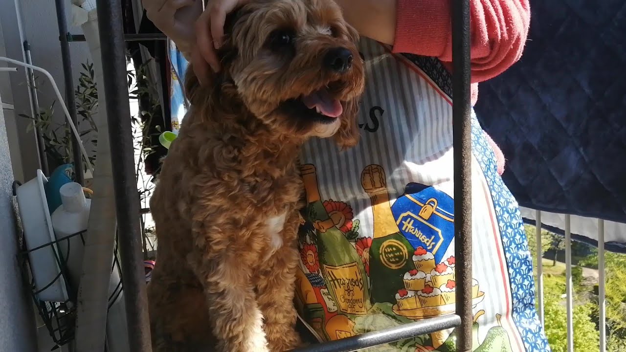 Healing Dog ホームトリミングでスッキリ 綺麗にカットできたかな キャバプー ミックス 犬 キャバリア トイプードル かわいい 癒し しつけ 感動 面白い 鳴き声 吠える Youtube