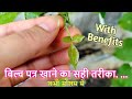 Can Bilva leaves Reduce Weight?☘ so what is the right way to eat "The Kitchen's Creator"