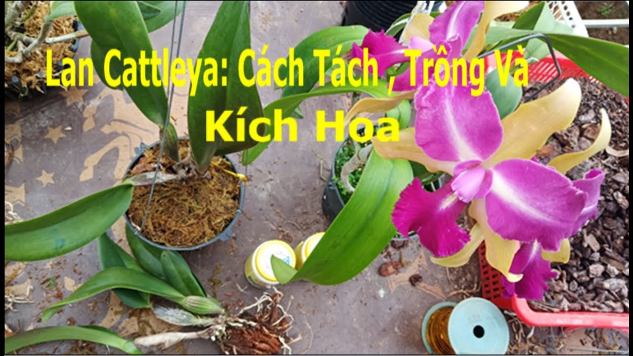 Chia Sẻ Cách Tách, Trồng, Kích Hoa Lan Cattleya