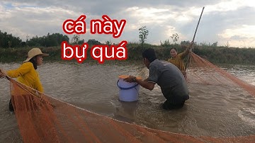 Mùa Nước Nổi Tư Cà Khia Và Sáu Sành Ra Đồng Kéo Cá Vui Qúa Vui
