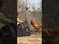 Spring Day on the Farm: Kids, Chickens &amp; Cherry Blossoms *Curiosity Shorts.