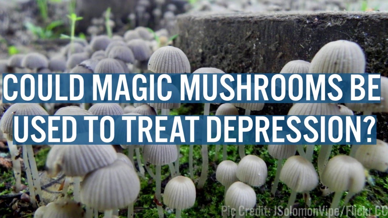 Image result for magic mushrooms depression
