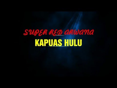 super red arwana kapuas hulu - youtube