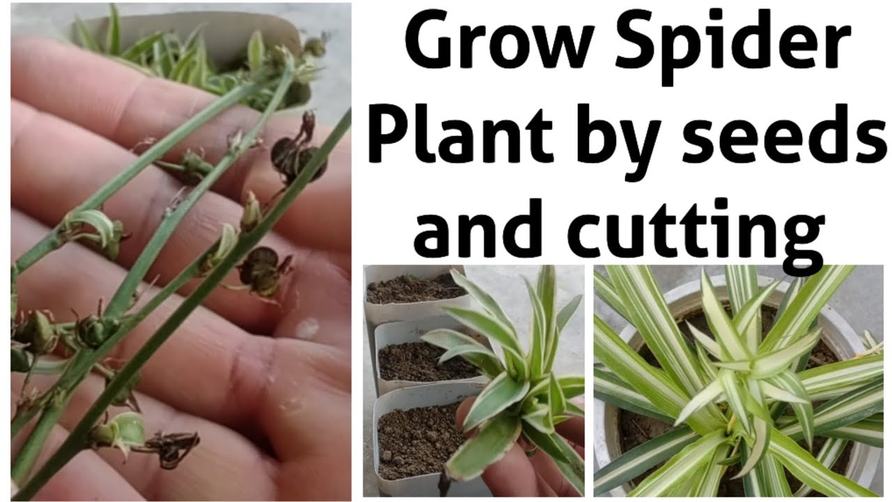 How To Grow A Spider Plant Propagation And Care Tips Of Spider Plant how-to-grow-a-spider-plant-propagation-and-care-tips-of-spider-plant