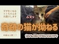 【奇跡の保護猫】ダダをこねる。