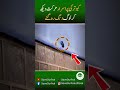 SHOCKING | Strange Footage of a Pigeon Caught on Camera