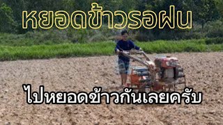 หยอดข้าวรอฝนวีถีชีวิตเกษตรกร #เกษตร #เกษตรกร #ทำนา #นาปี