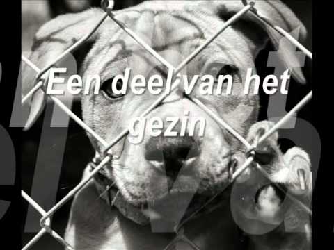 Video: Oosterse Compatibiliteitshoroscoop: Varken En Hond