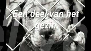 Gedicht- Hoe een verlaten hond zich voelt.