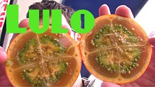 Lulo (Solanum quitoense) Review - Weird Fruit Explorer Ep 213