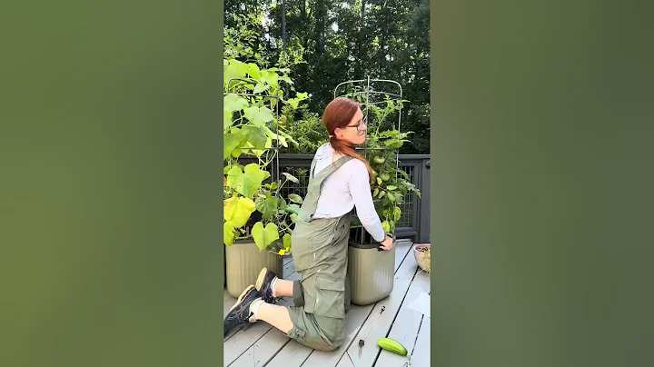 Vego tomato self-watering planter review