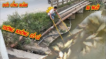 Dưới Cống Ngầm Tưởng Không Có Cá- ai ngờ Đàn Cá lục ục bên dưới, fishing