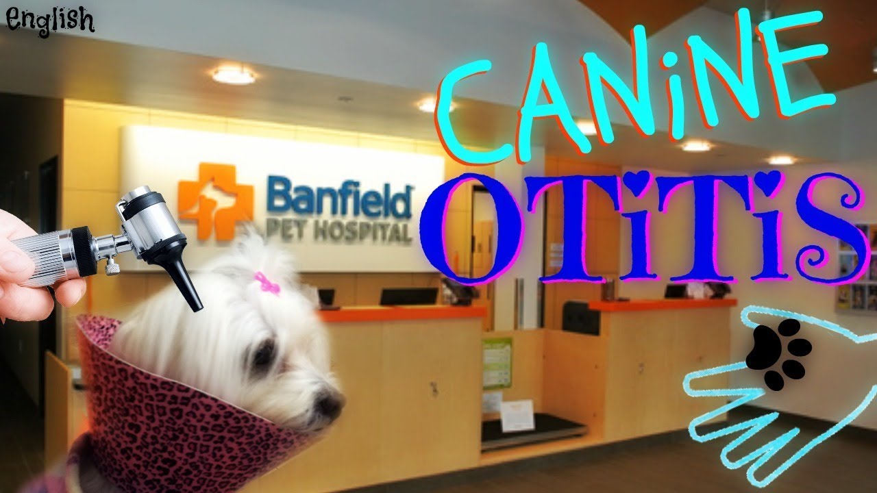 Canine Otitis, how to clean and apply ear drops, Coton de Tulear I