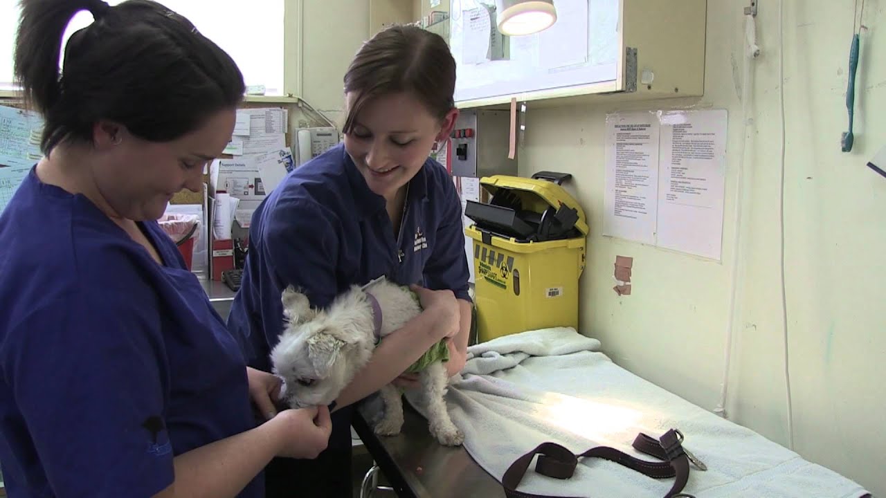 Ava's Story: Caring for Long-Haired Dogs | The Lost Dogs' Home! Ava's Story: Caring for Long-Haired Dogs | The Lost Dogs' Home!