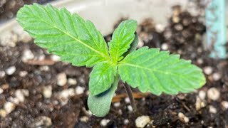 “Local Weedia” 1 &1/2 Week Plant Check- 1/20/23