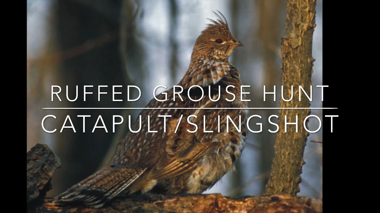 3/8 Steel..Slingshot hunting/ruffed grouse YouTube