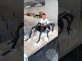 Chocolate Spider! 🕷️ This is the sweetest way to overcome your fear!Who is ready for Halloween?