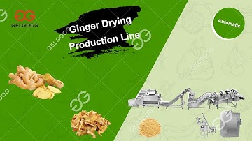 Ginger Processing Plant Washing ,Cutting , Drying