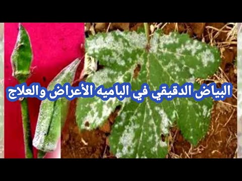 البياض الدقيقي في الباميه الأعراض والعلاج