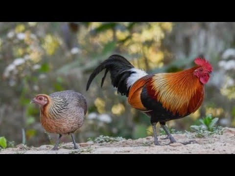 Yabani horoz ve tavuk. Wild hen and rooster