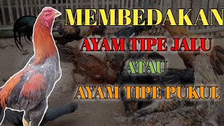 Wajib Di Ketahui. Ayam Pukul Atau Ayam Tipe Jalu. agar pecinta ayam tidak salah dalam memilih ayam.