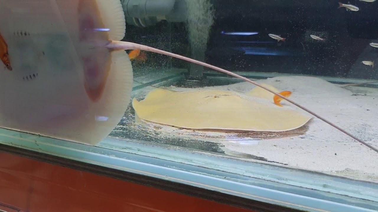 Heliotrygon Heliotrygon rosai FEEDING potamotrygon predator fish - YouTube
