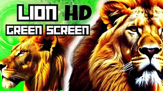 LION GREEN SCREEN !!!! #greenscreen #vfx @VfxKarki_ @vfxhd @4EverGreenYT