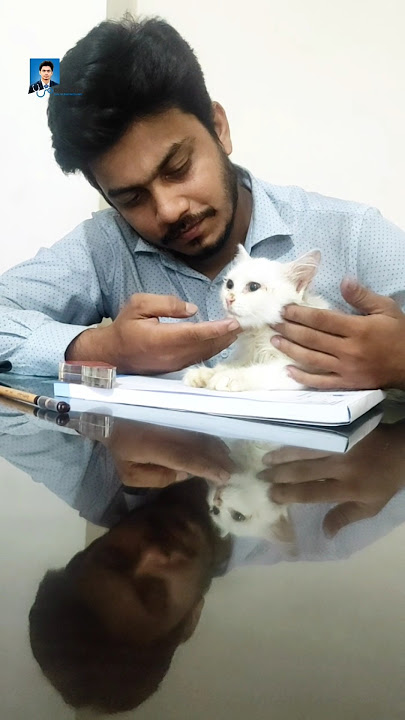 Adorbale persian cat with its vet #cat #catlover #animallover #animalkingdom