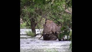 Majestic Elephant crossing the river | Jungle Animals | 象 |فيل | Wildlife| Animaux shorts