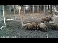 Кабаны на кормушке 🐗🐷🐖🐖🐖