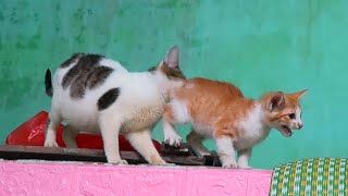 Baby kittens meowing by Neos Home 722 views 1 year ago 3 minutes, 37 seconds