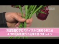 花束 ~スパイラルで束ねてみよう~
