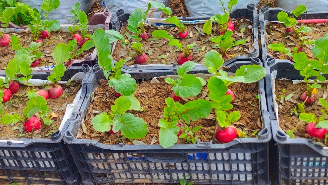 You Are a Salad Lover ||Grow Your Own Red Radish In Plastic Basket At Home||Home Gardening 