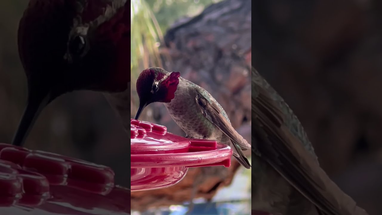 Get An Unforgettable Look At This Stunning Hummingbird 