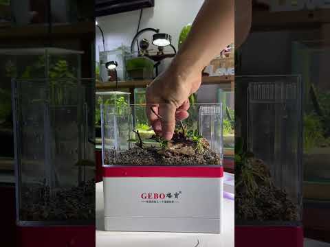 Video: Làm thế nào để đúng cách cá mới trong Aquarium